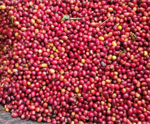 【限定】COEニカラグアと山脈ブレンドコーヒー ギフトセット